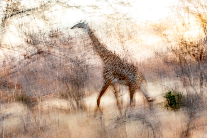 A blurry image of a giraffe walking through a dry, grassy landscape with trees creates an abstract, dream-like effect. The color is a mixture of soft brown, yellow, and white.