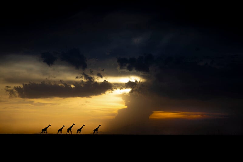 A dramatic sunset sky with dark clouds and five giraffes silhouetted against golden light on an open plain create a striking and peaceful scene.