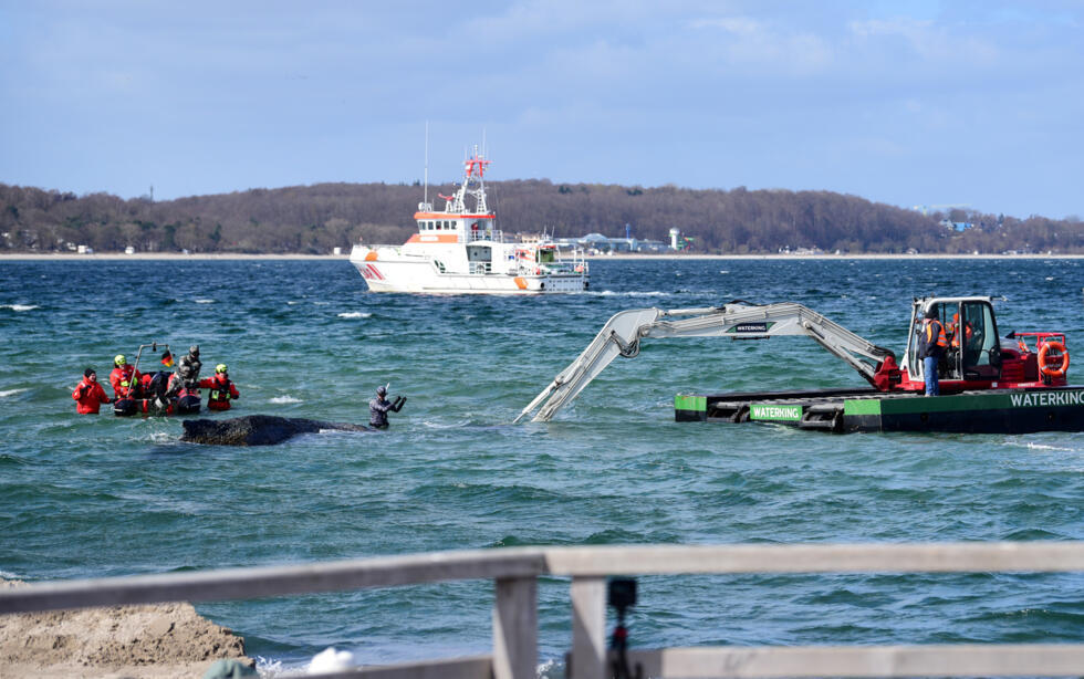 German media broadcast the unfortunate creature lying motionless in shallow water for hours on end.