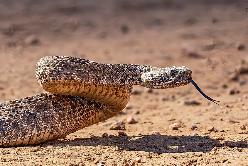 A western rattlesnake sticks out its forked tongue to feel the air.