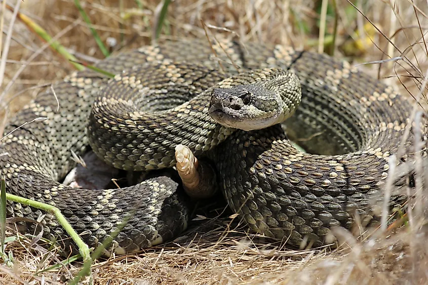North Pacific rattlesnake (Crotalus oreganus).