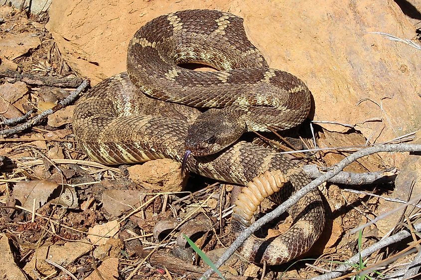 Western rattlesnake in a defensive position.