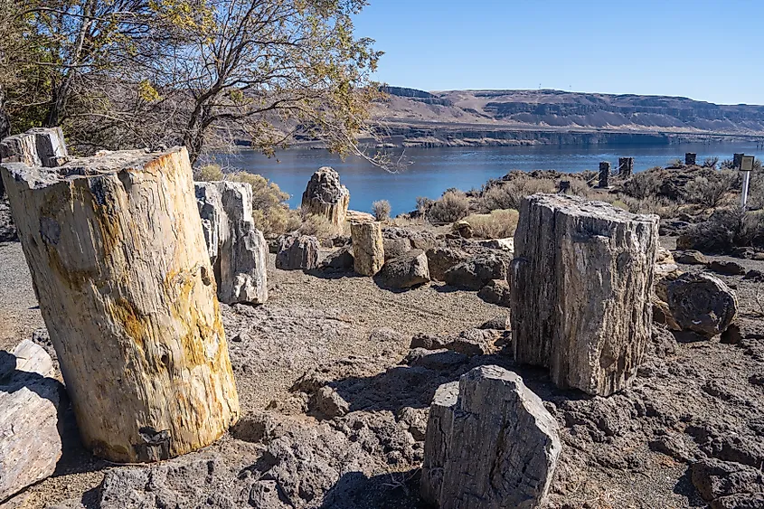 Ginkgo Petrified Forest State Park, Wanapum Recreation Area.
