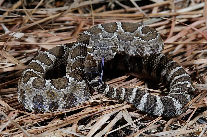 A western rattlesnake on alert.