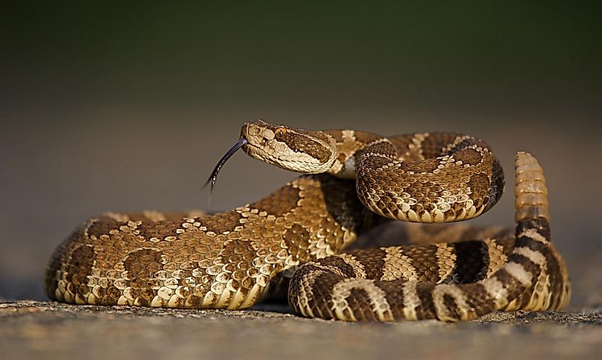 Western rattlesnake.