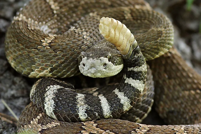 Western rattlesnake.