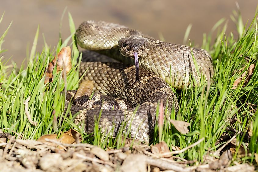 Western rattlesnake in a defensive position.