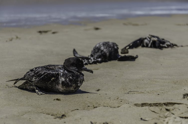 three sick or dead gray seabirds on a beach
