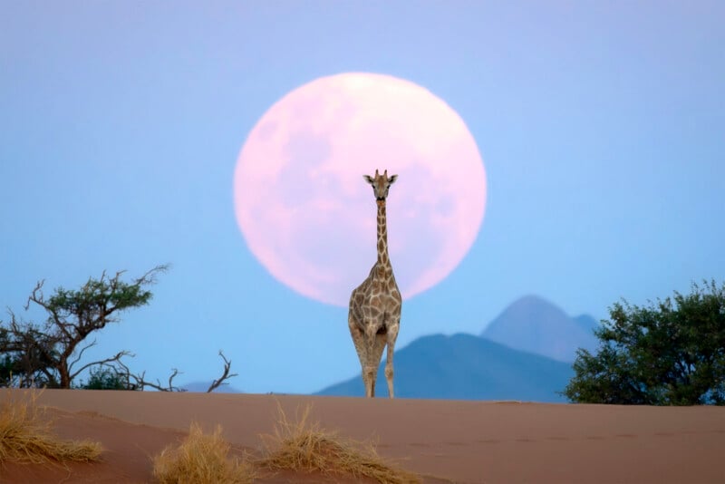 A giraffe stands on a sandy field with sparse brush, silhouetted against a large, bright full moon at dusk and distant blue mountains.