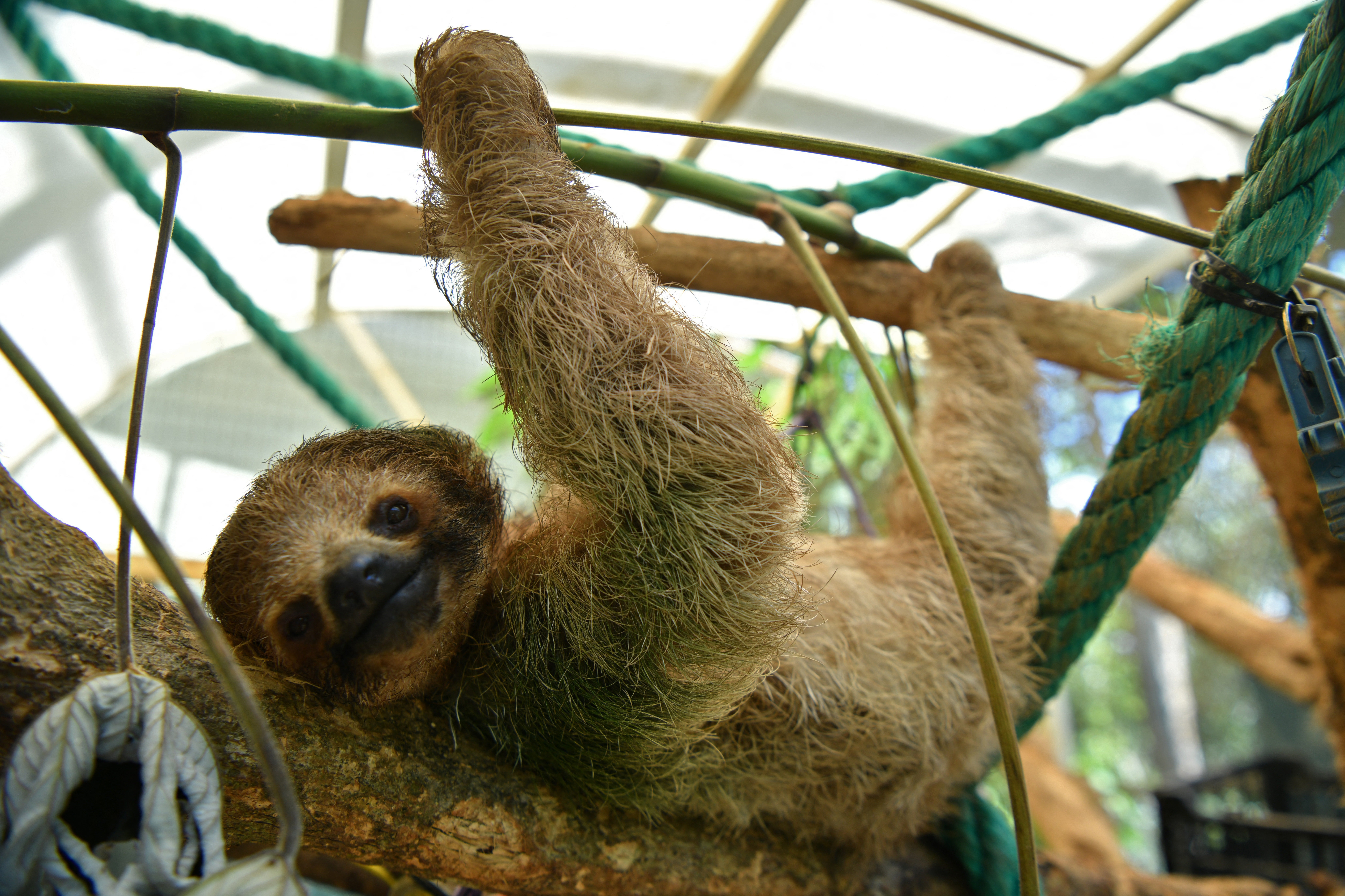 Officials said most of the deaths of the 21 sloths were due to
