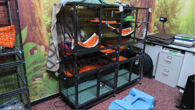 Officials determined that the cages were 