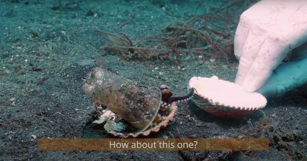 octopus, shell, scuba divers, ocean life, conservation, wildlife