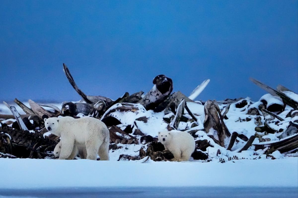 A drilling project in Alaska could legally kill endangered polar bears under a Trump administration proposal.