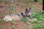 FILE - Two gray wolves were accidentally killed by federal agents last summer, according to a report released Friday. This February 2021 photo provided by the California Department of Fish and Wildlife shows another Oregon-born gray wolf.
