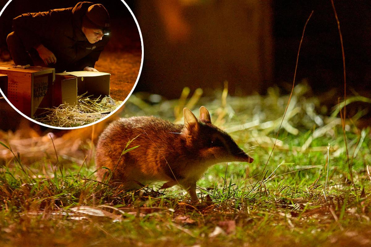 A small, rare marsupial has been saved from extinction in the first ever 'incredible' recovery effort: 'It has a good chance of survival'