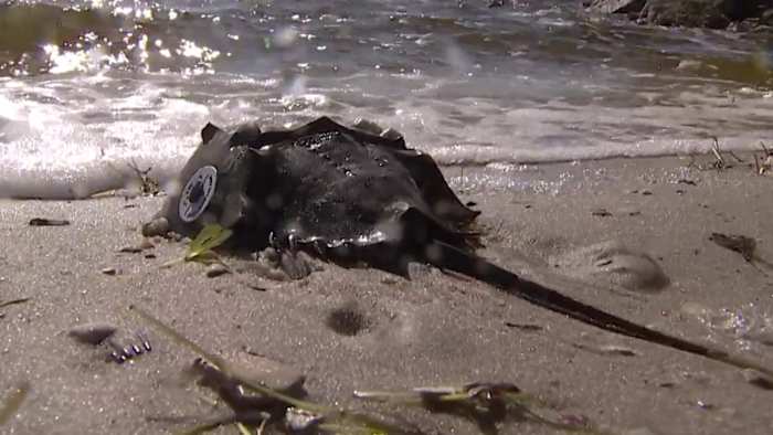 Ancient biology and modern medicine: Horseshoe crab monitoring in Brevard County