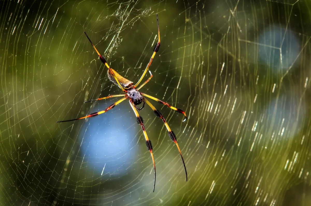 "And those long, fang-like jaws..." 6 of the most cunning and evil spiders that manipulate, seduce, and stalk you until they succeed | Discover Wildlife Meet the world's most cunning spiders