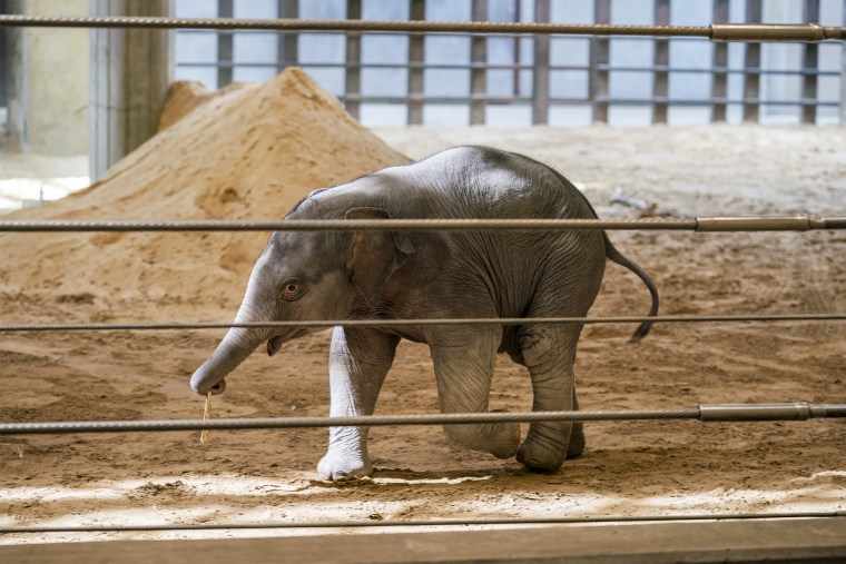 Image: Baby elephant Lin Mai plays in the elephant enclosure at the Smithsonian National Zoo