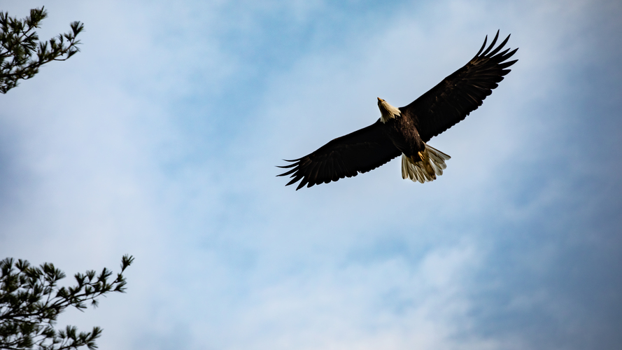 A bald eagle spreads its wings and flies in the sky, seen from below against a background of blue sky and clouds, with a tree branch in the corner.