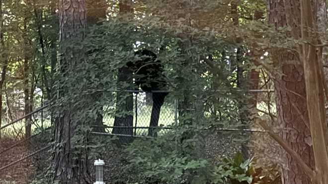 clinton black bear