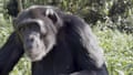 Pasa the chimpanzee photographed by Hannah Schleihauf. Great apes recognize social partners they haven't seen in years