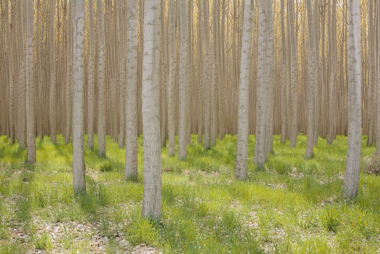 There are rows of birch trees, under which the grass is low and there is nothing else.