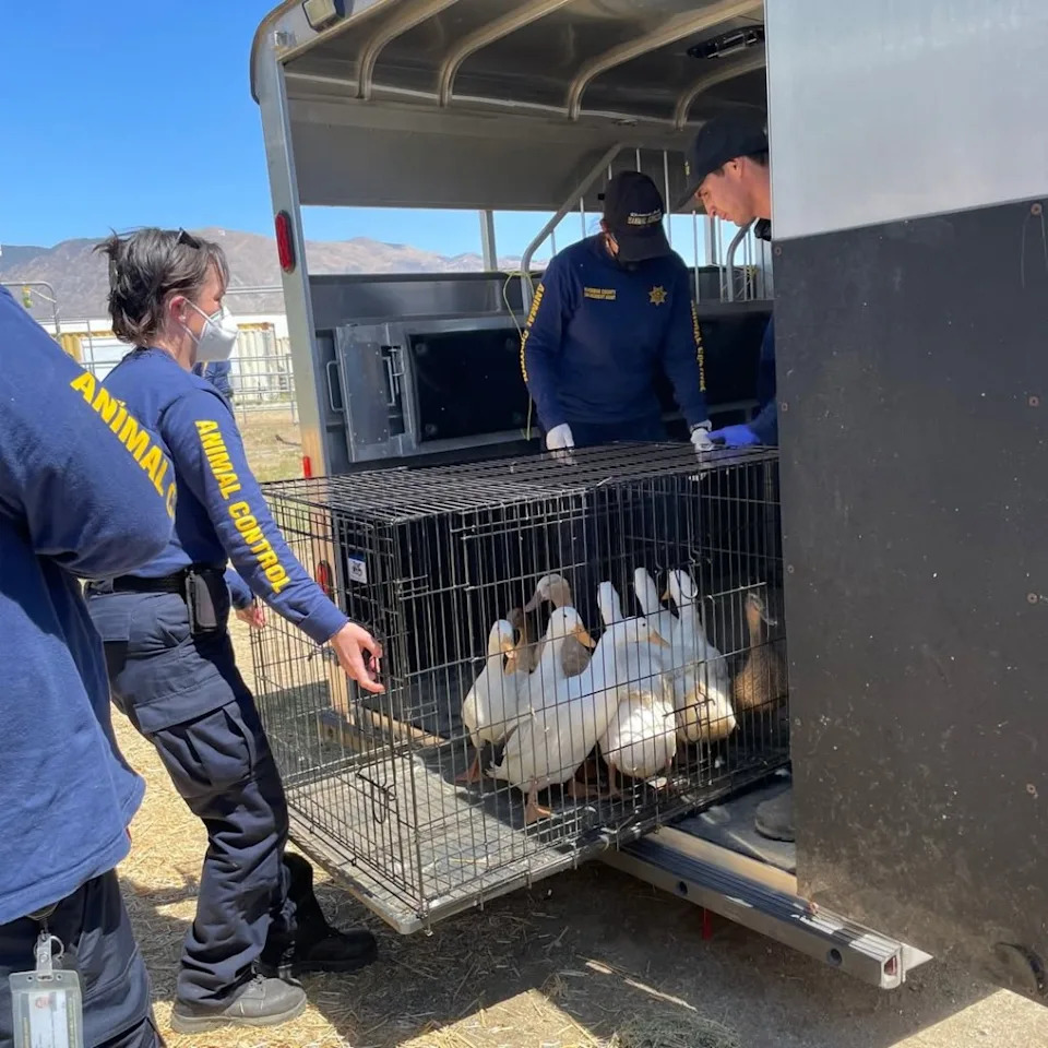 Howard Berkowitz's Duck Sanctuary has closed, leaving nearly 500 ducks in sudden need of homes. Instagram/@riversidecountyanimalservices