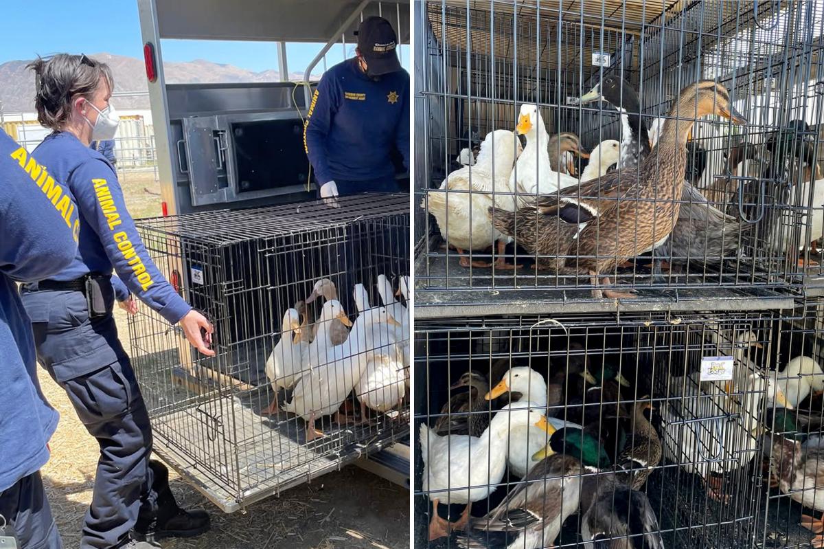 Embattled Southern California sanctuary surrenders 500 ducks, animal lovers cry 'birds' - authorities say they turned a blind eye to bird abuse