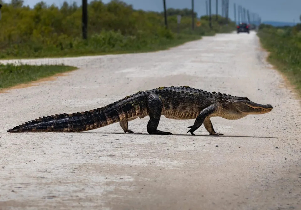 Florida Urban Wildlife Central Florida American Alligator