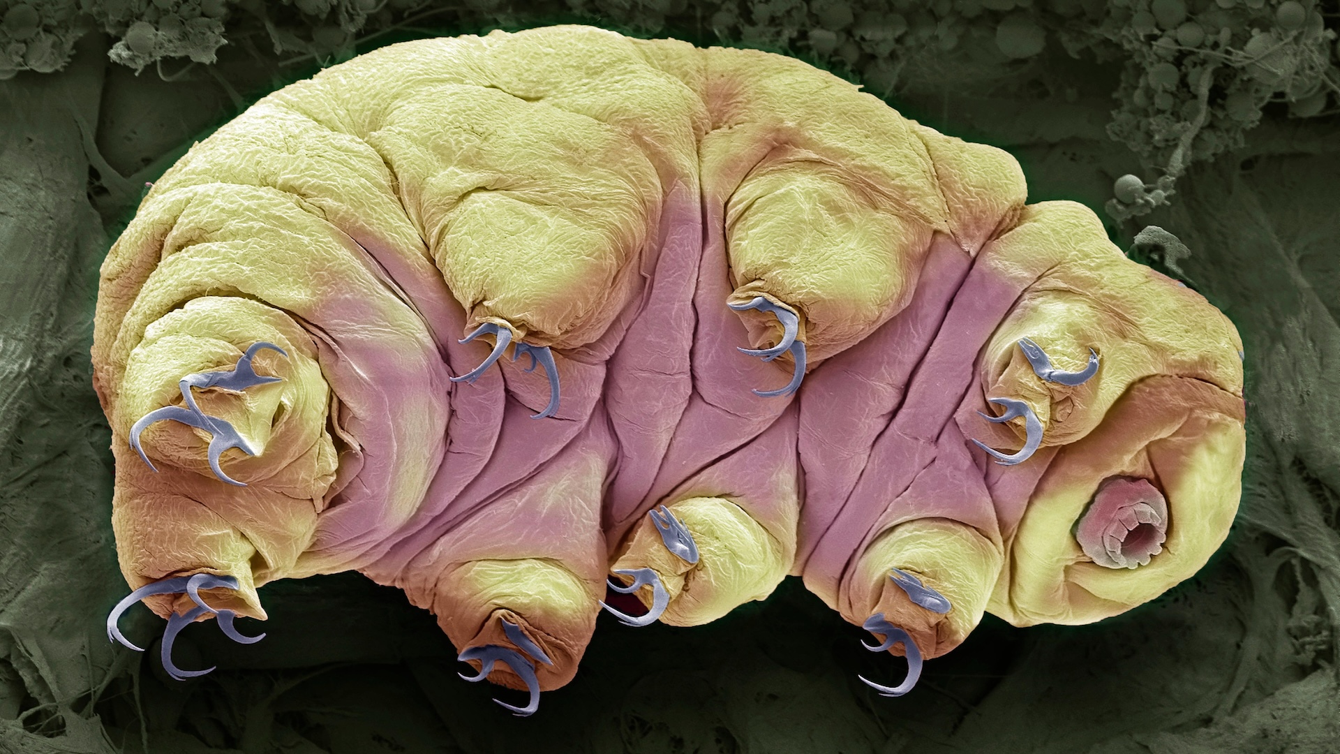 Color image of tardigrade