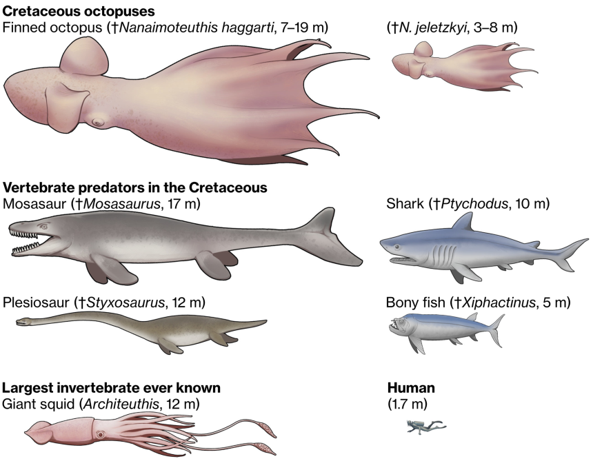 The diagram shows the huge size of Nanaimoteuti compared to other animals.