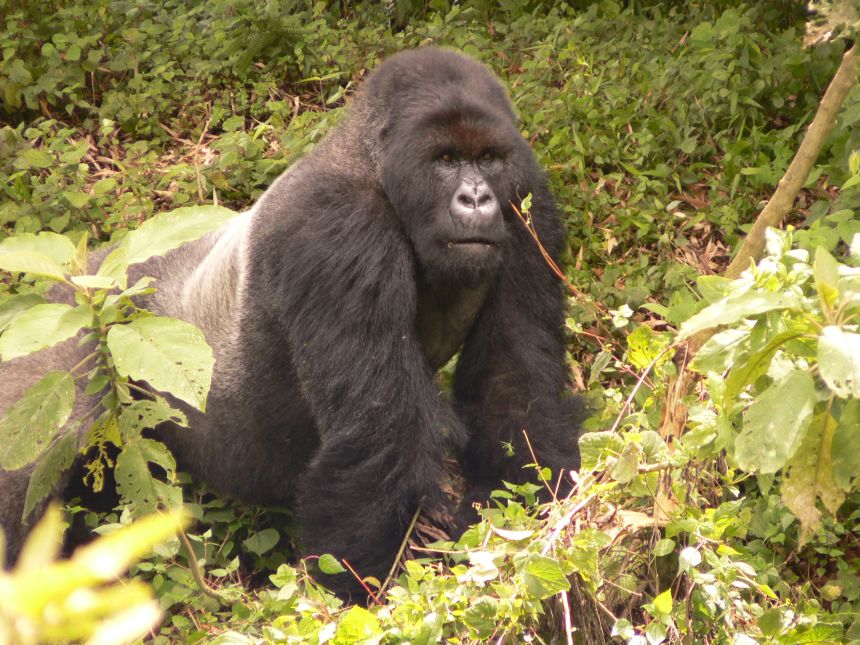 Pablo (pictured here) formed his own group in 1993, which became the largest recorded group of mountain gorillas.