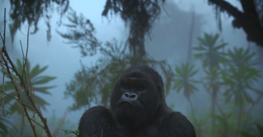 Although mountain gorillas were downgraded from 'Vulnerable' to 'Vulnerable' on the IUCN Red List in 2018, their survival still depends on active conservation.