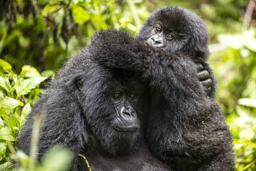 Fragile comeback: David Attenborough's 'gorilla story' reveals rare conservation success | CNN