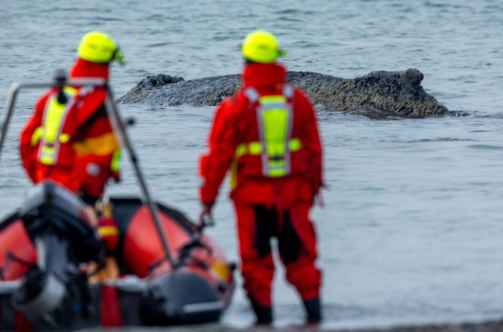 Environmental groups, maritime police, excavator workers and billionaire sponsors are all taking part in the rescue.