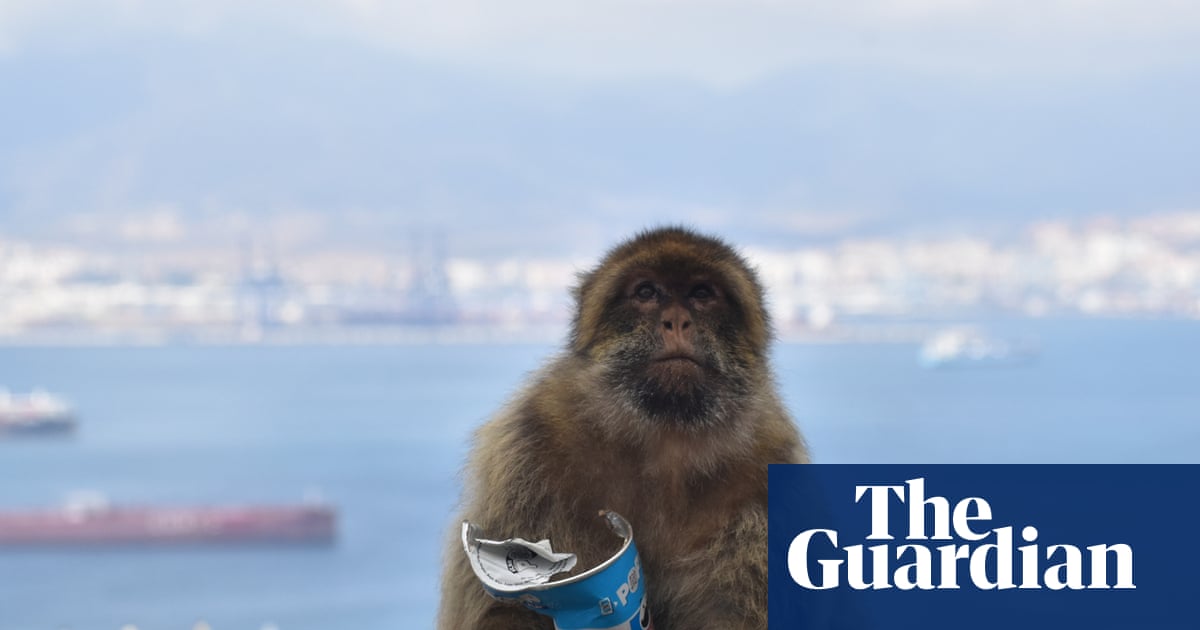 Gibraltar's monkeys eat mud 'to avoid stomach upset from tourist junk food'