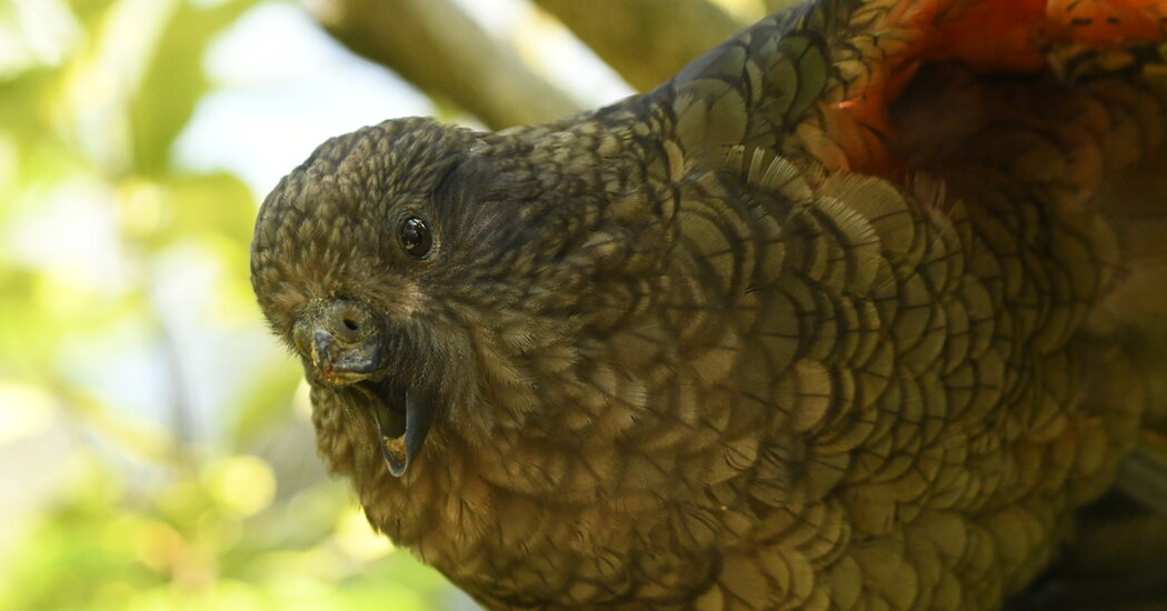 How Bruce the parrot landed at the top of the pecking order without a beak