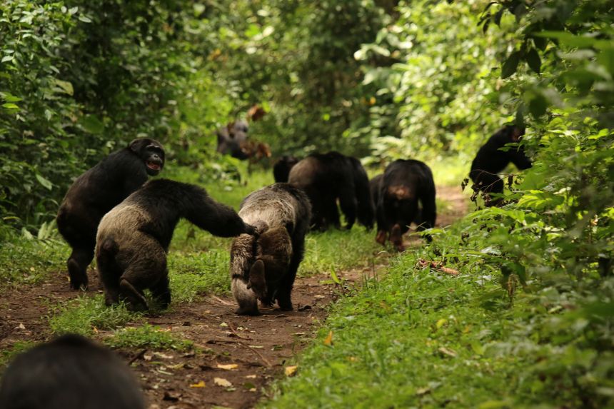 In 2015, Ngogo chimpanzees wince when they hear the voices of other chimpanzees, reassuring each other.