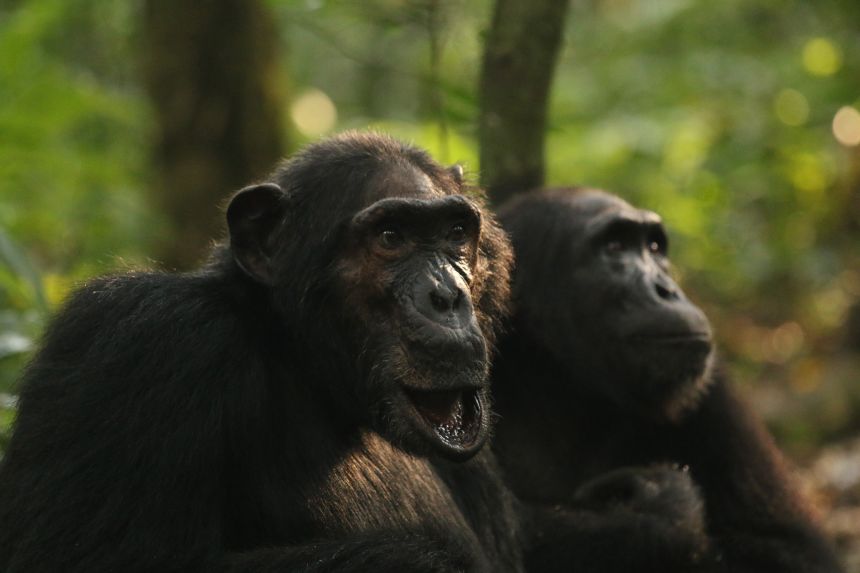 BF (left) was the last male to cross between the central and western chimpanzees and was closely related to Basie.