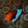 The tomato clownfish here nestled among the sea anemones loses all but one of its white stripes (head bars) as it grows.