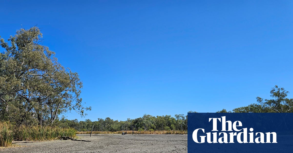 'I don't understand': Birds flee and hundreds of turtles left for dead after government cuts water to NSW wetlands