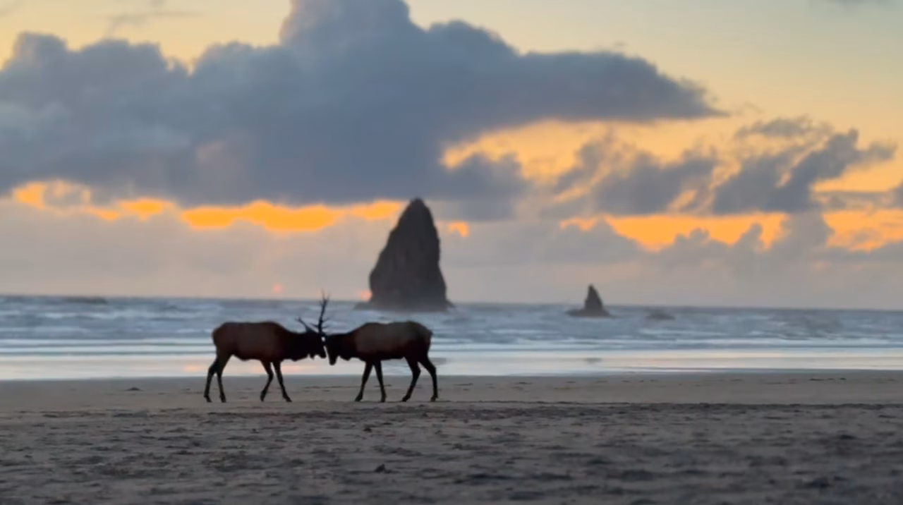 cannon beach moose