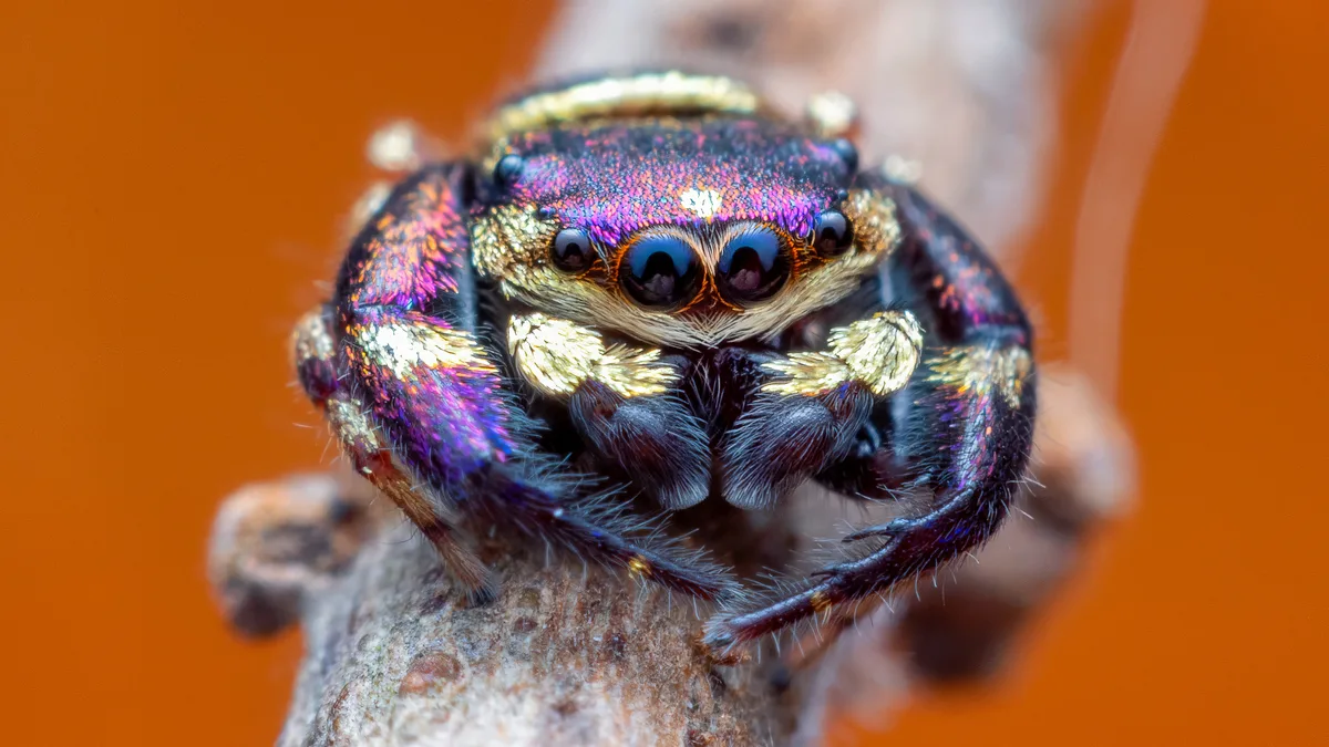 Purple-gold jumping spider (Irura bidenticulata)