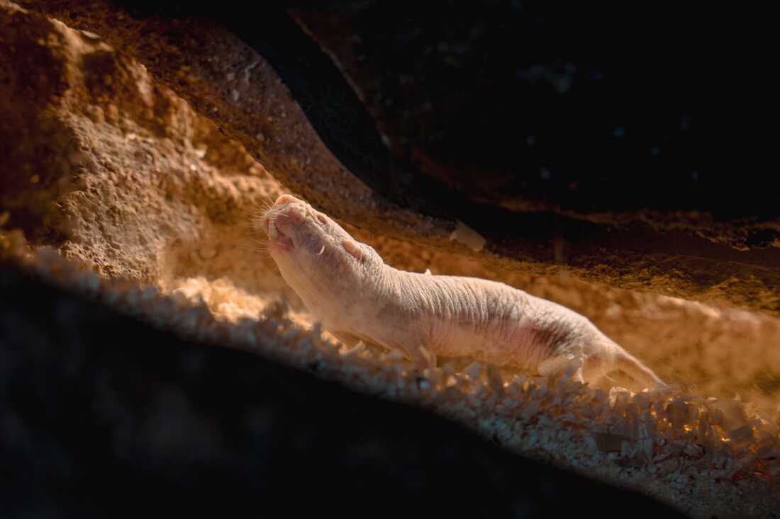Naked mole rats live in underground colonies. Usually only one female breeds at a time. Sometimes fights break out when one queen retires and it's time for another to rule.