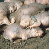 Naked and Not Afraid: The Secret Life of the Naked Mole Rat