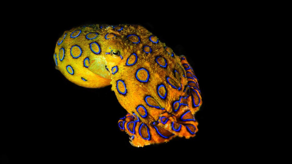 blue American octopus