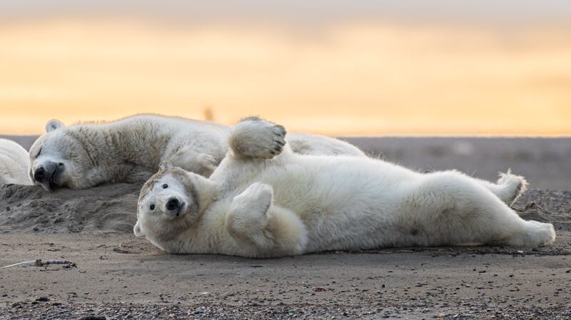 Kaktovik aims to revive polar bear tourism industry