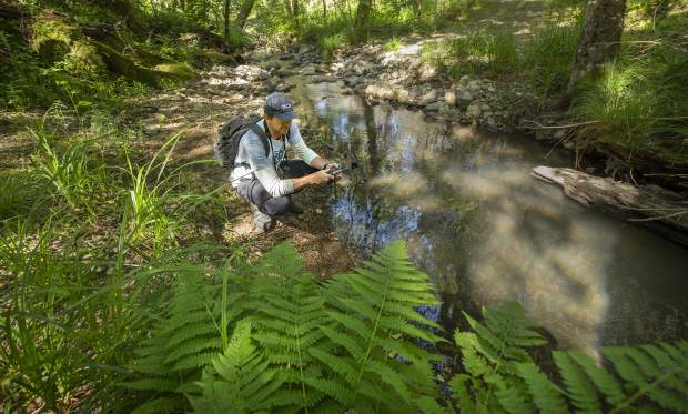 Quinton Martins, founder of the Living With Lions research project, searches for footprints as he tracks mountain lions in the hills above Sonoma Valley in 2025. (John Burgess/Press Democrat)