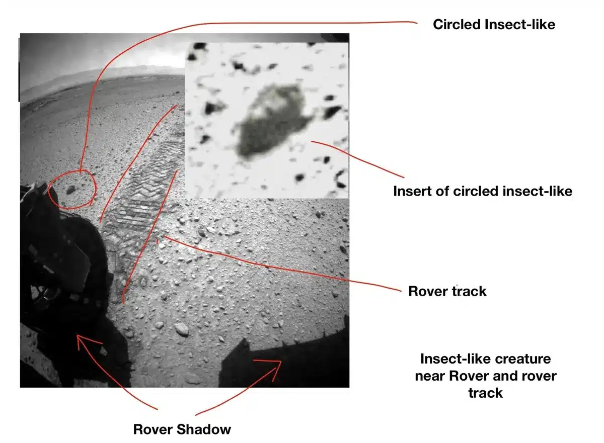 NASA rover photo highlighting a small, vague object interpreted as a possible biological shape.