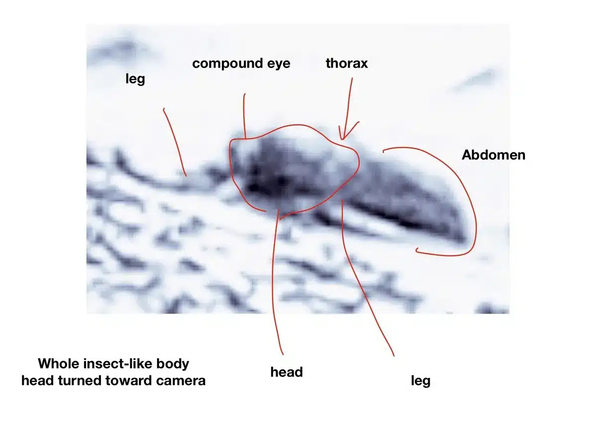An annotated close-up of a Mars rover image highlighting the shape labeled as an insect-like body with a head, thorax, abdomen, and legs.